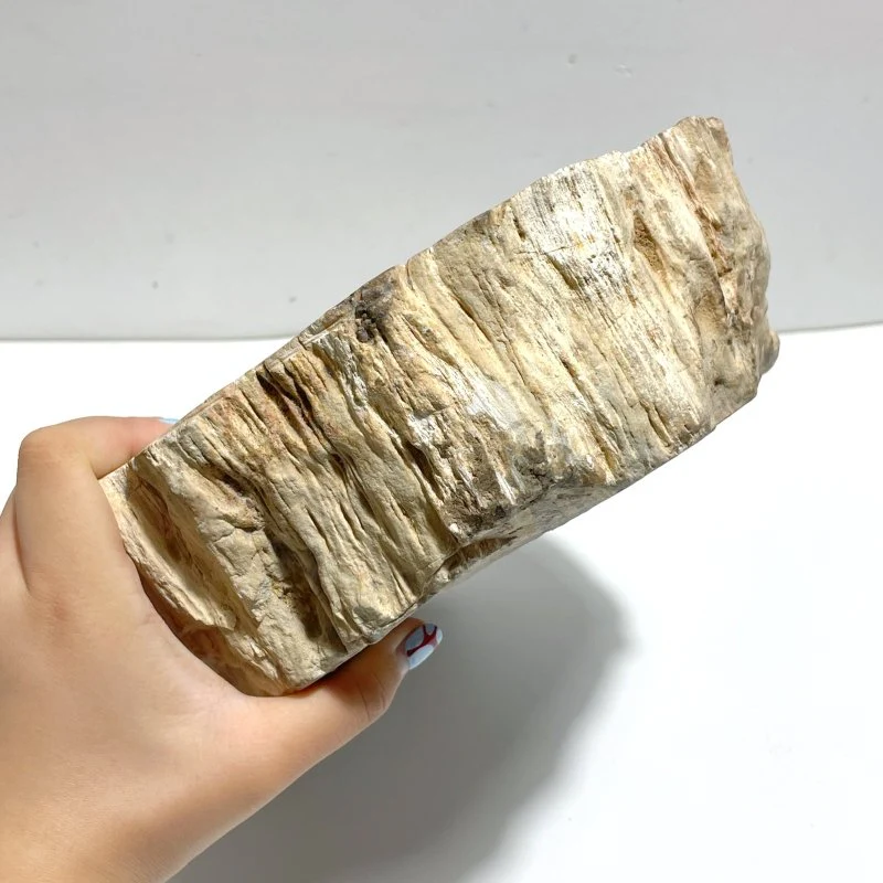 2 Pieces Large Petrified Wood Bowl - Image 4