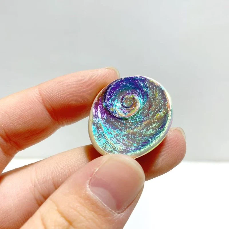 Aura Shell Fossil Wholesale - Image 4