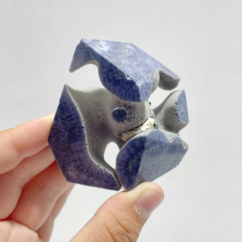 Blue Ridge Coral Free Form Heliopora Coerulea Wholesale - Image 2