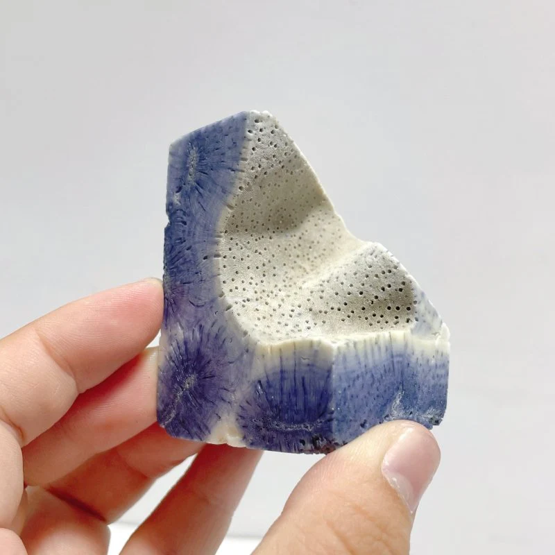 Blue Ridge Coral Free Form Heliopora Coerulea Wholesale - Image 4