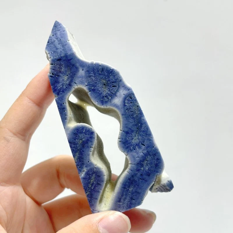 Blue Ridge Coral Heliopora Coerule Tower Point Wholesale - Image 4