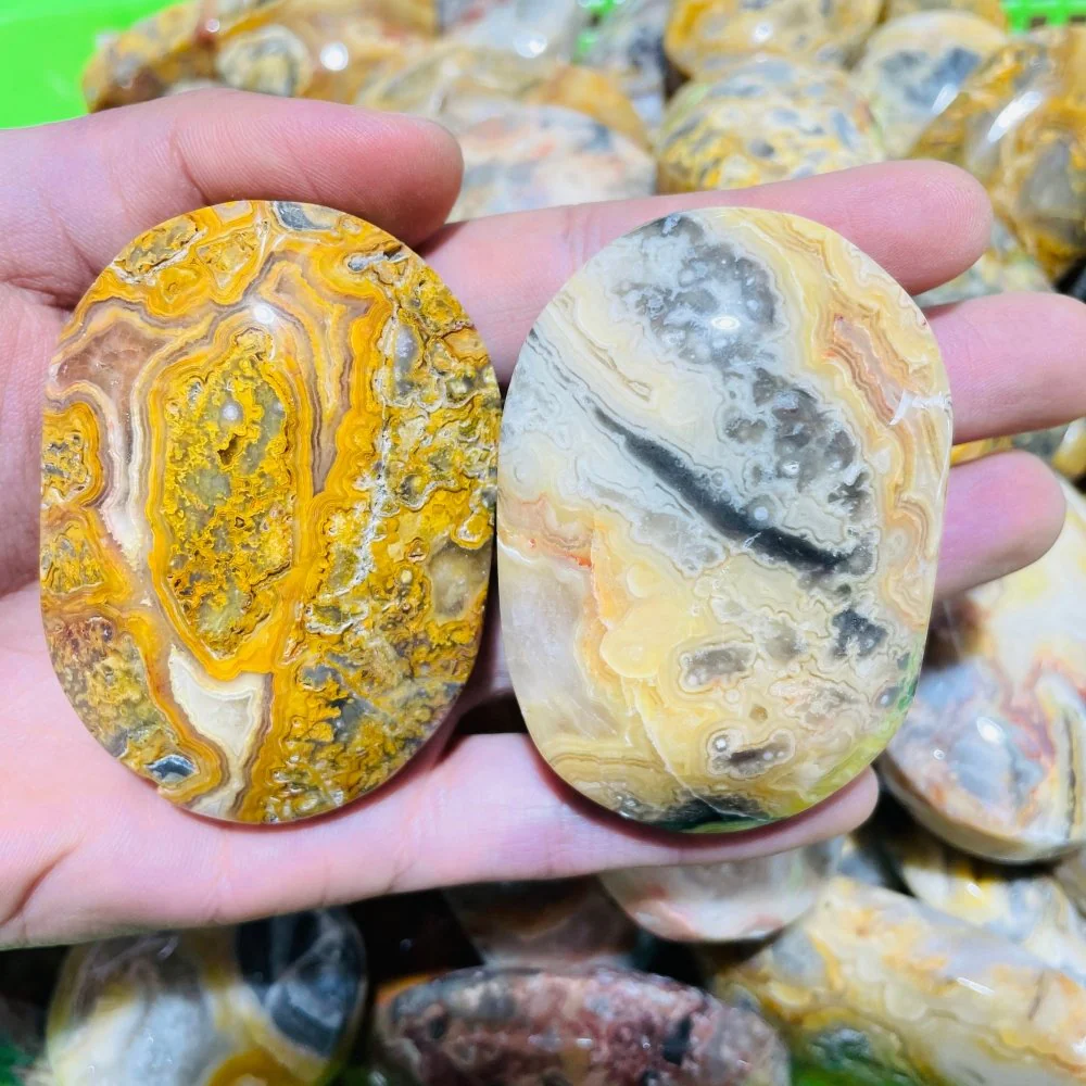 Crazy Agate Palm Wholesale - Image 2