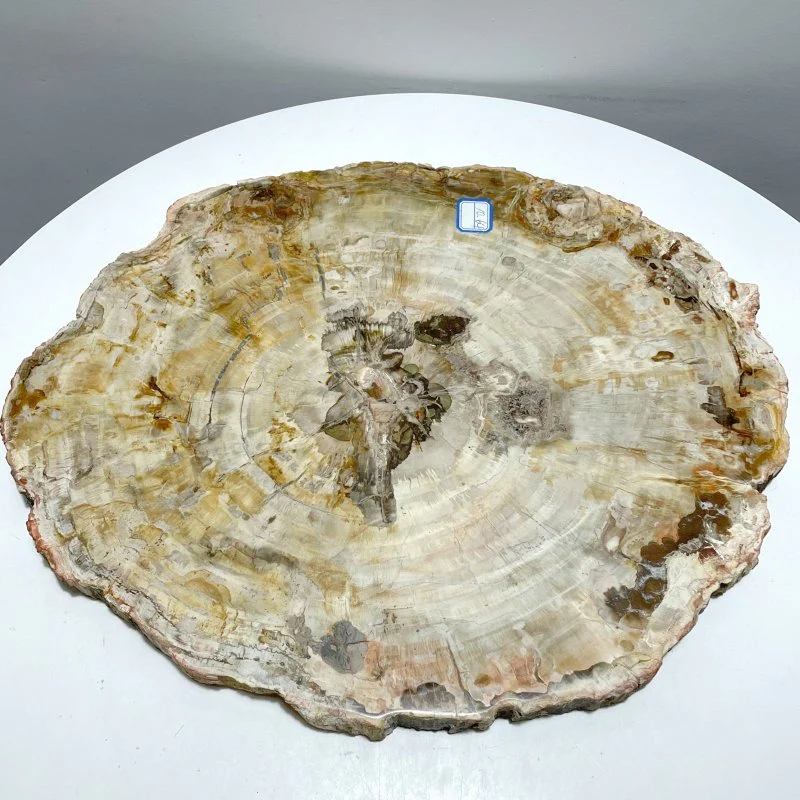 Very Large Petrified Wood Slab For Collection - Image 3