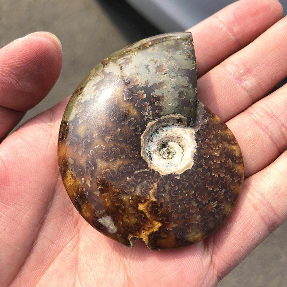 Madagascar Snail Fossil Ammonite Fossil - Image 2