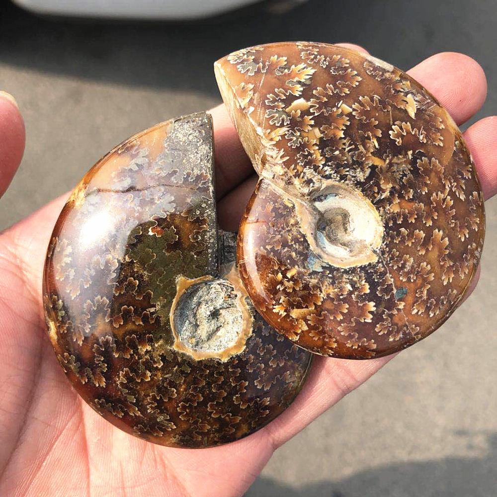 Madagascar Snail Fossil Ammonite Fossil - Image 3