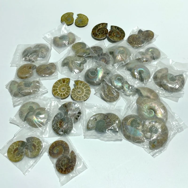Natural Ammonite Fossil Conch Wholesale