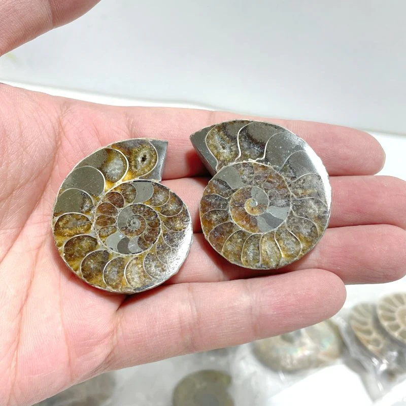 Natural Ammonite Fossil Conch Wholesale - Image 2