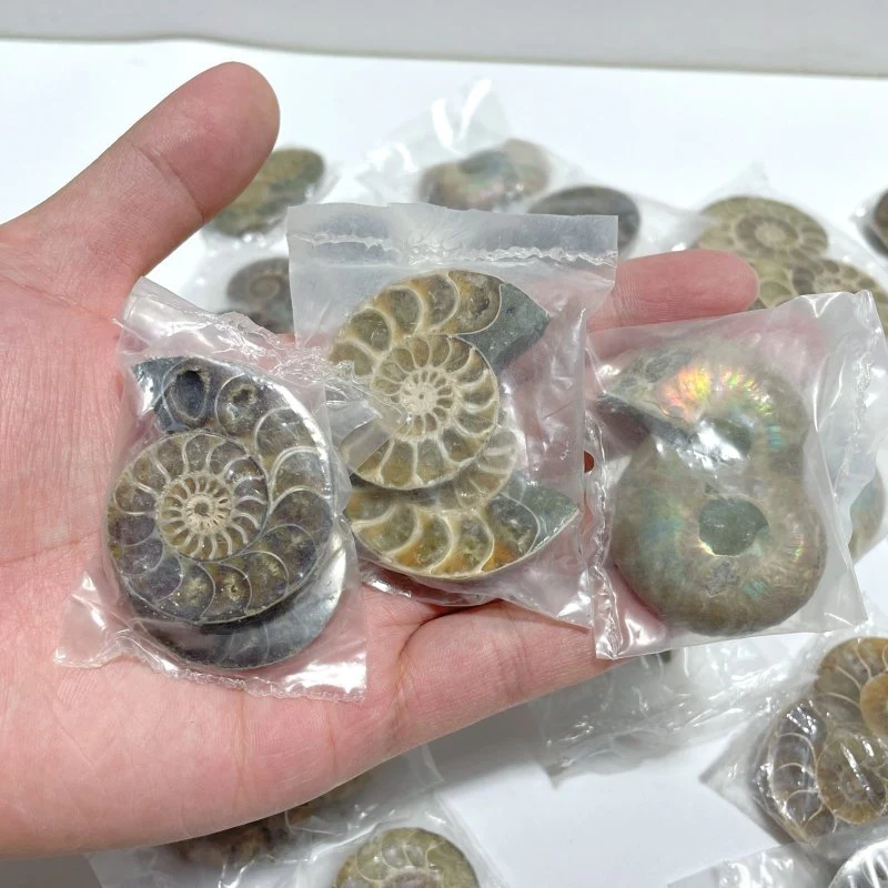 Natural Ammonite Fossil Conch Wholesale - Image 5
