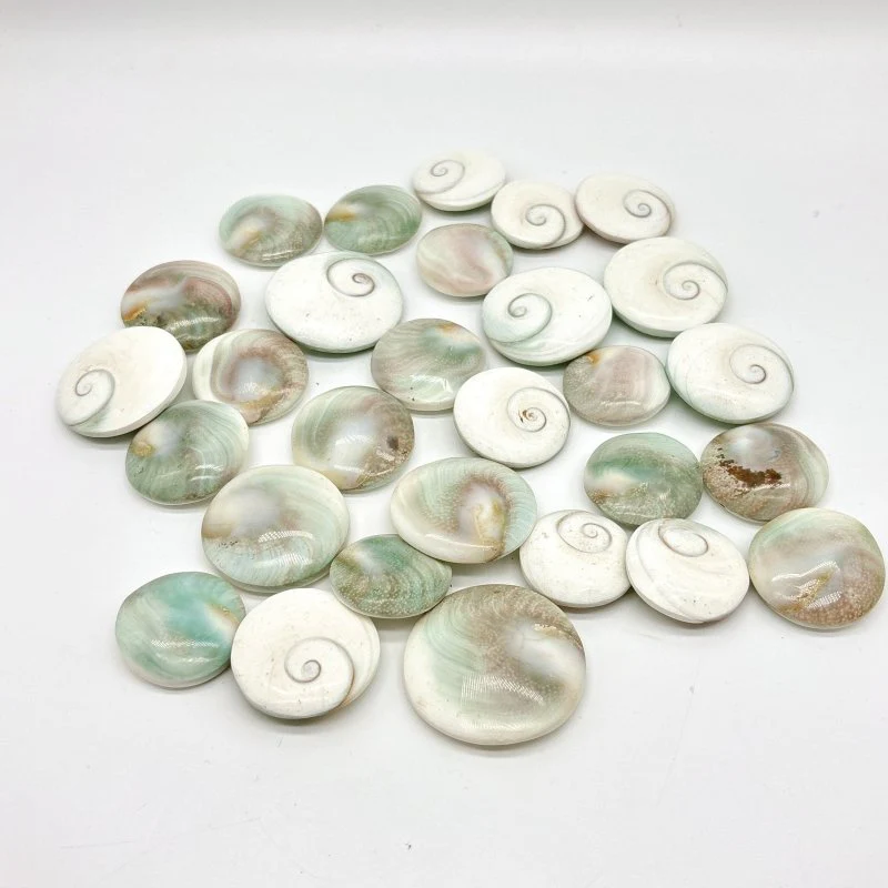 Round Polished Shell Fossil Wholesale