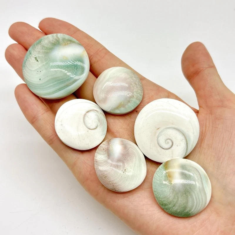 Round Polished Shell Fossil Wholesale - Image 2